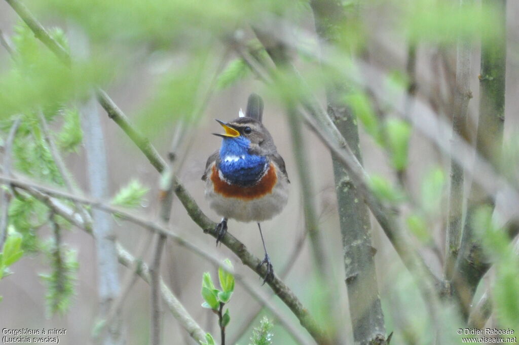 Bluethroat male, song