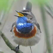 Bluethroat