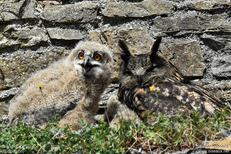 Eurasian Eagle-Owl, Reproduction-nesting