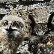 Eurasian Eagle-Owl