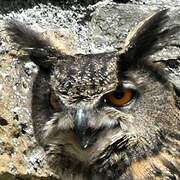 Eurasian Eagle-Owl