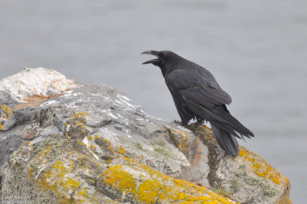 Northern Ravenadult