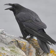 Northern Raven