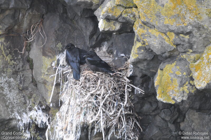 Northern Ravenjuvenile, Reproduction-nesting
