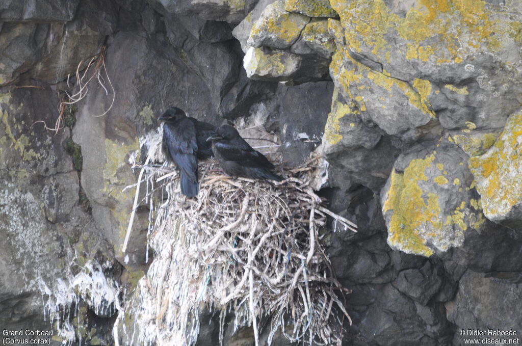 Northern Ravenjuvenile, Reproduction-nesting