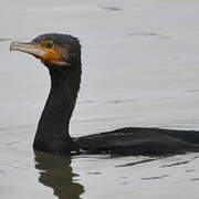 Great Cormorant