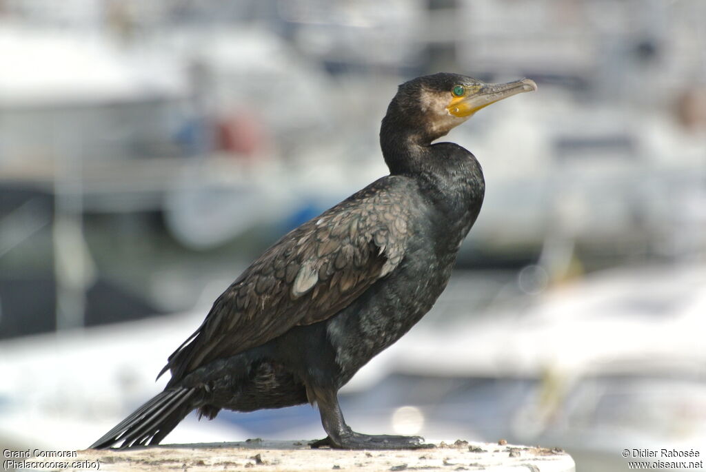 Great Cormorant