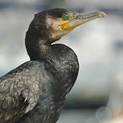 Grand Cormoran