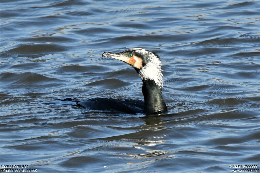 Grand Cormoranadulte nuptial