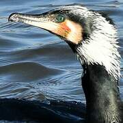 Great Cormorant