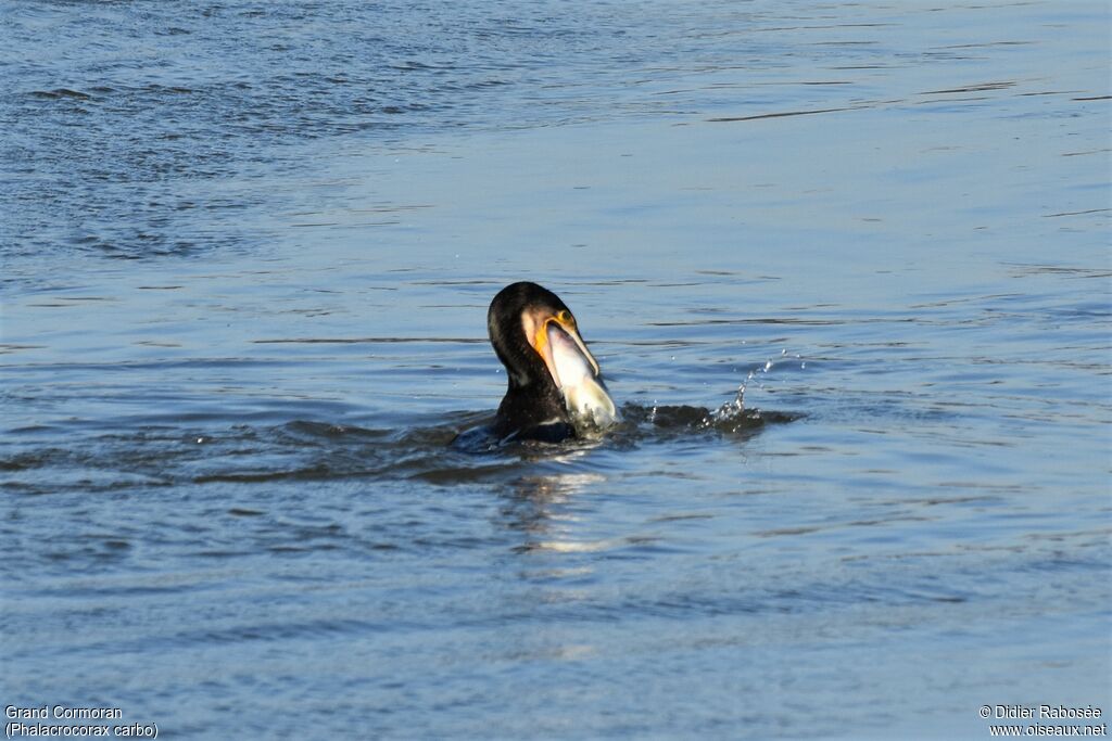 Great Cormorant, eats