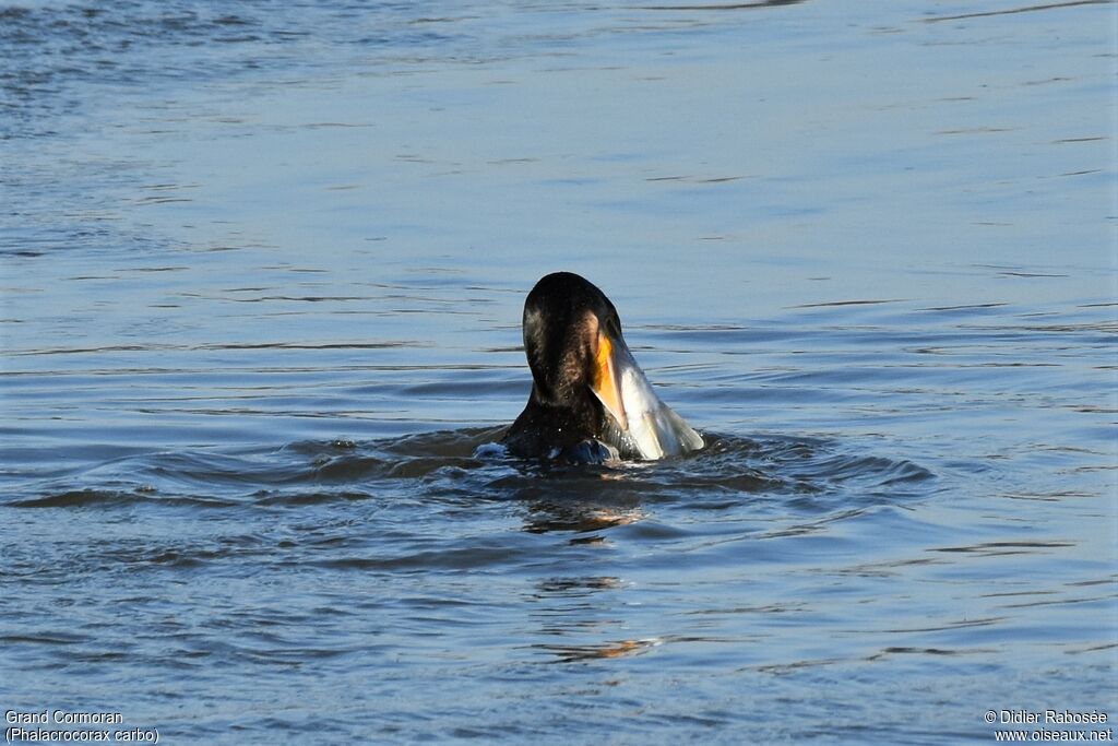 Great Cormorant, feeding habits, eats