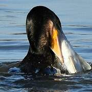 Great Cormorant