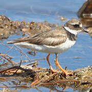 Common Ringed Plover