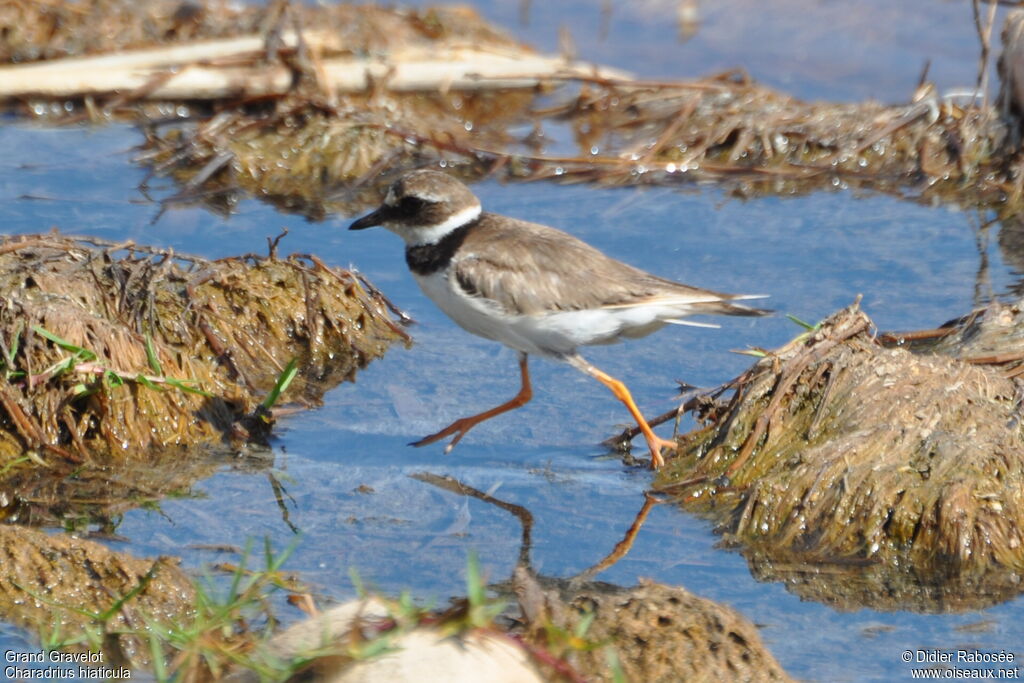 Common Ringed Plover