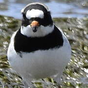 Common Ringed Plover