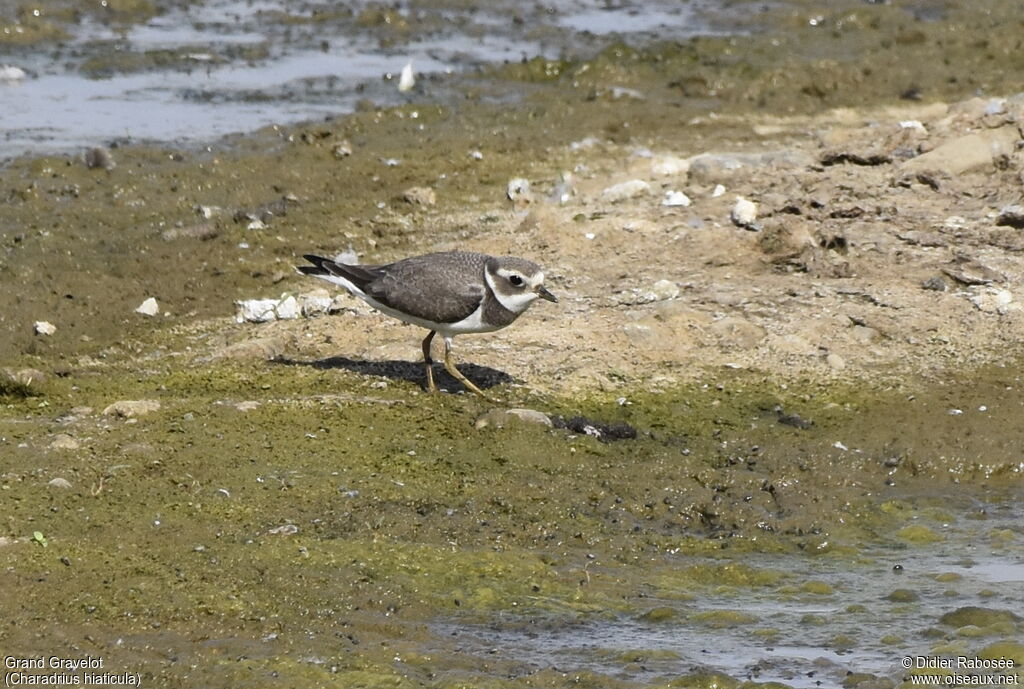 Common Ringed Ploverjuvenile