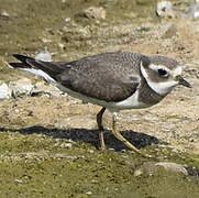 Common Ringed Plover