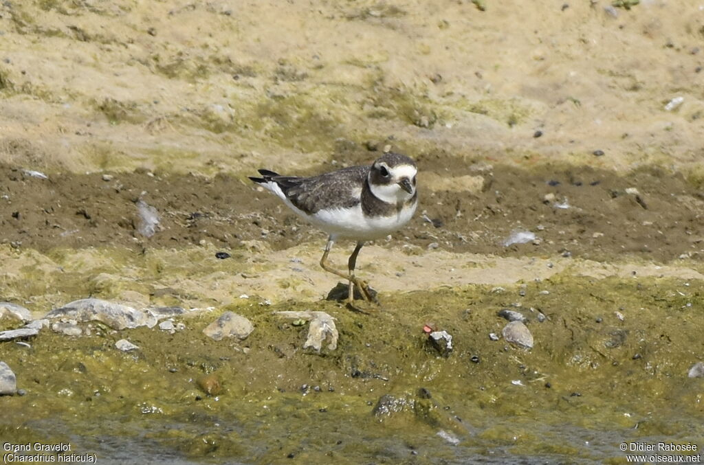 Common Ringed Ploverjuvenile