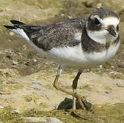 Common Ringed Plover