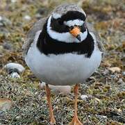 Common Ringed Plover