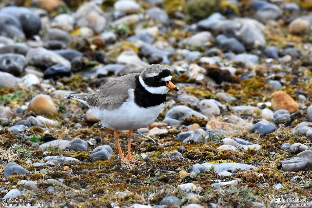 Common Ringed Ploveradult breeding