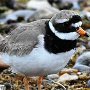 Common Ringed Plover