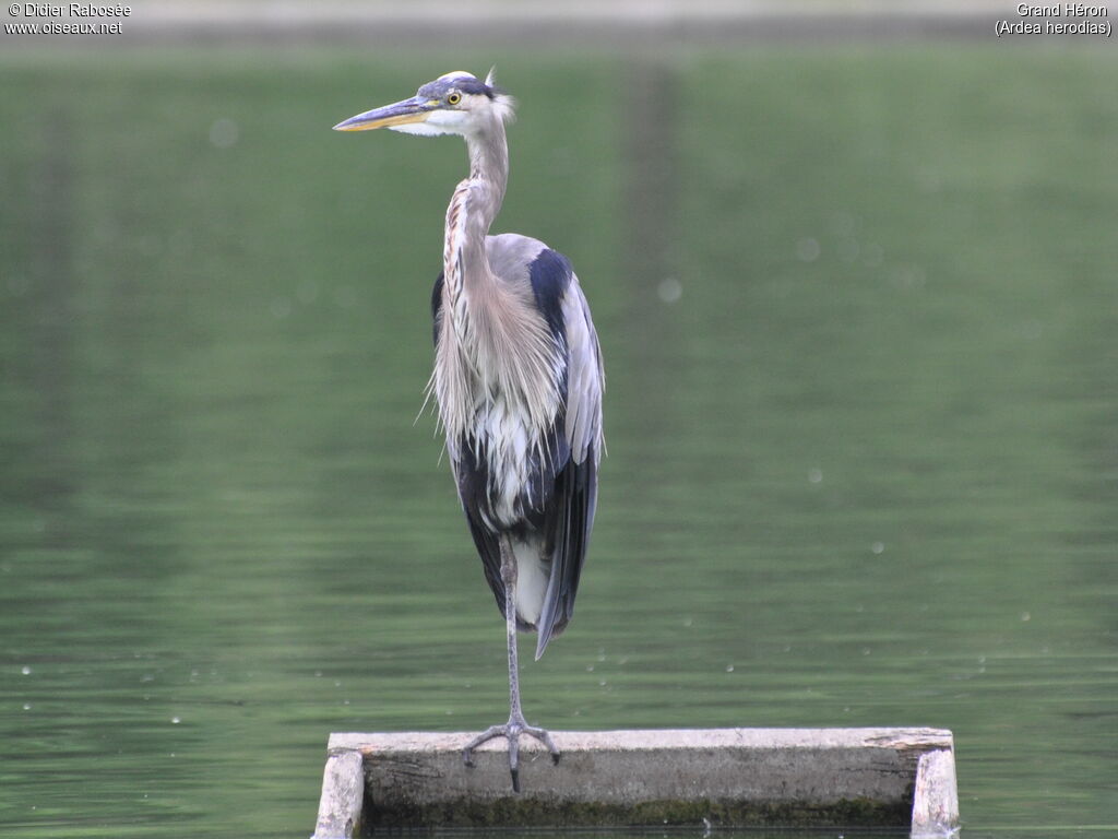 Great Blue Heron