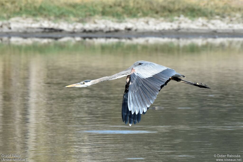 Great Blue Heron, Flight