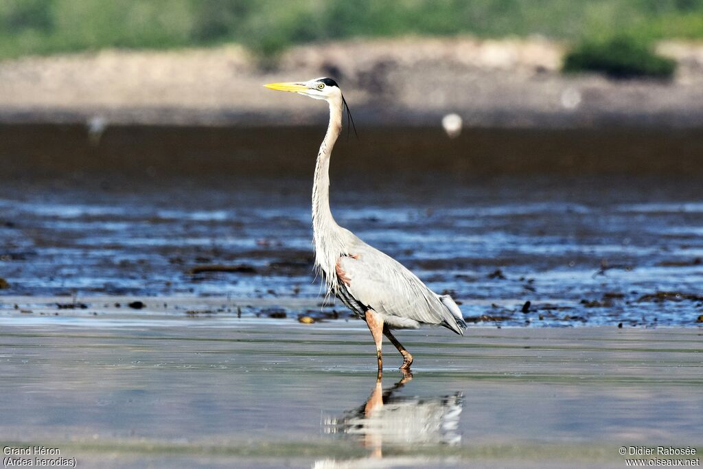 Great Blue Heron
