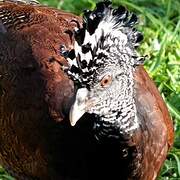 Great Curassow