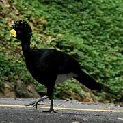 Great Curassow