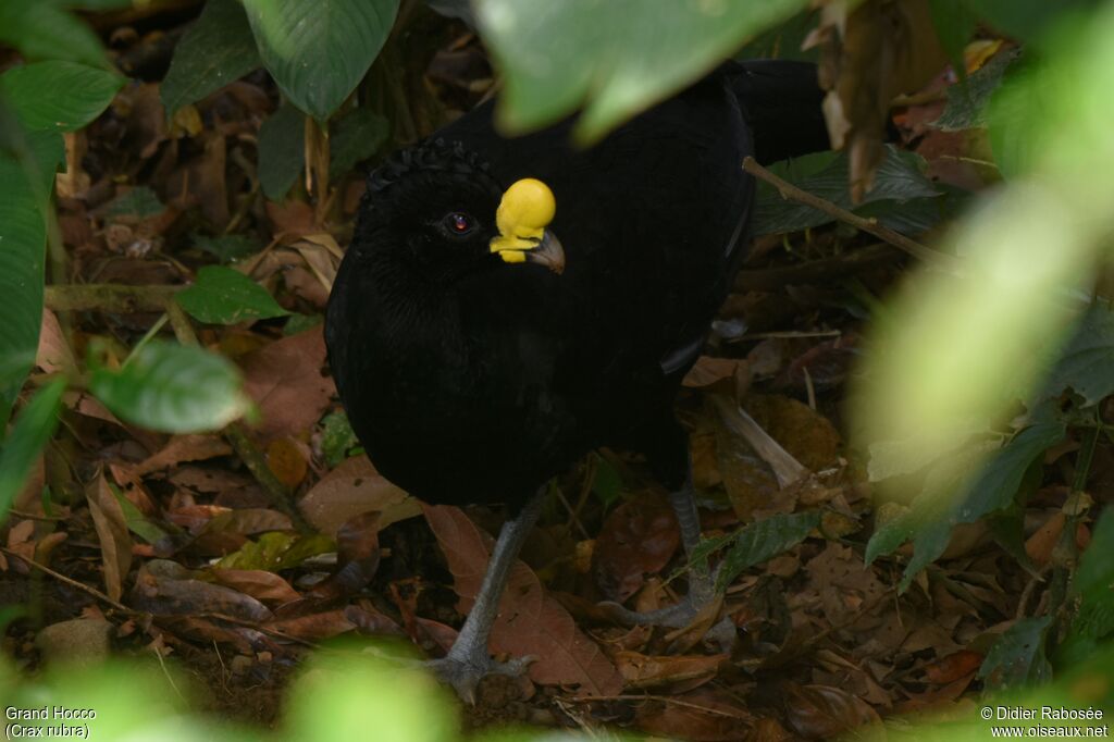 Great Curassow male adult