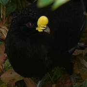 Great Curassow