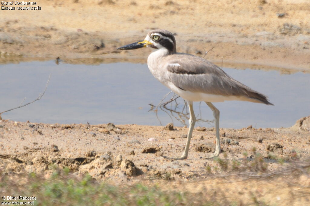 Great Stone-curlew