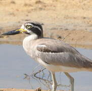 Great Stone-curlew