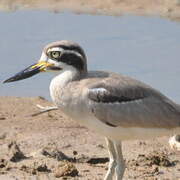 Great Stone-curlew