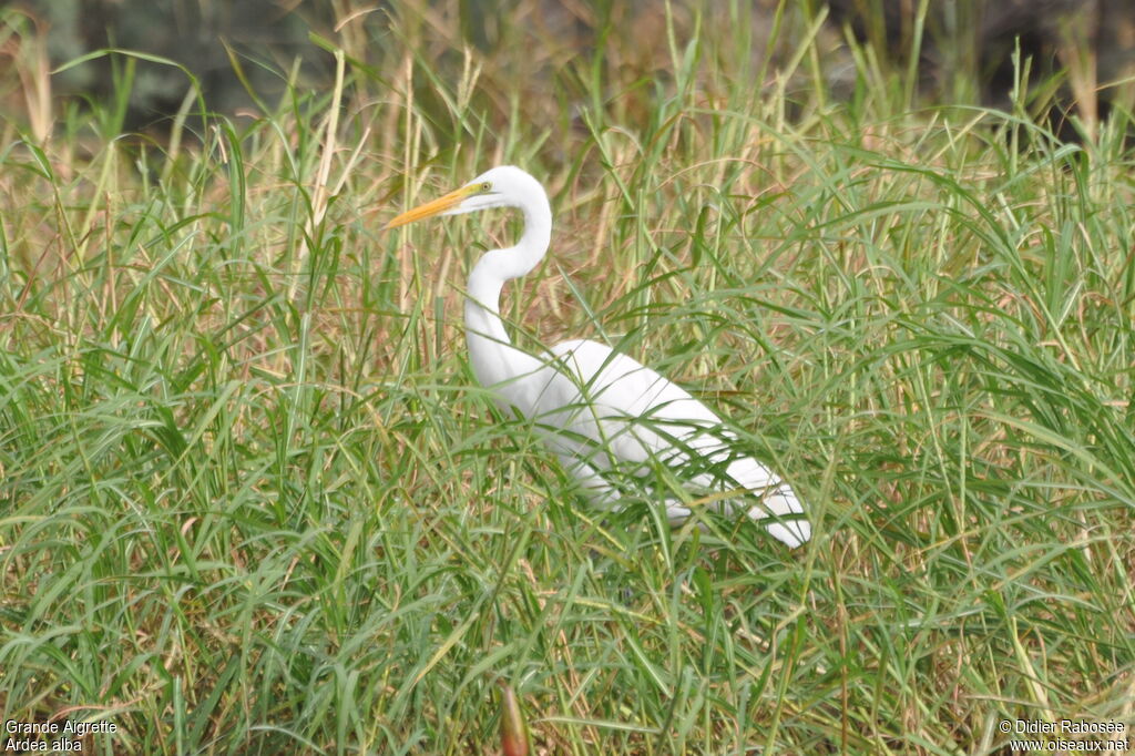 Grande Aigrette