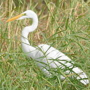 Grande Aigrette