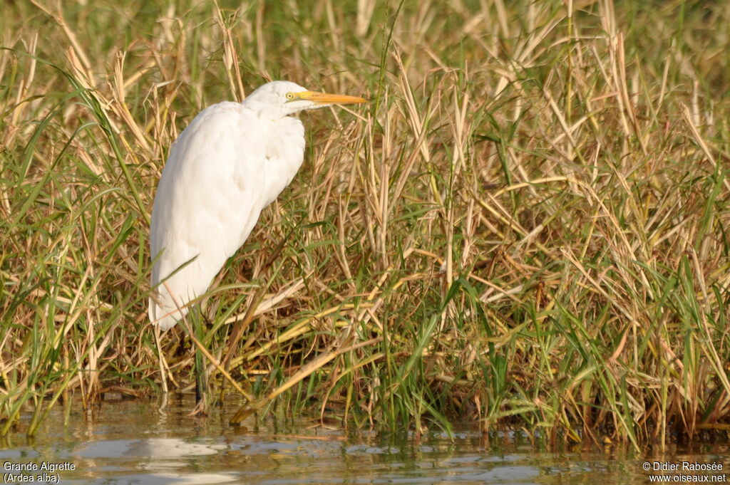 Great Egretadult