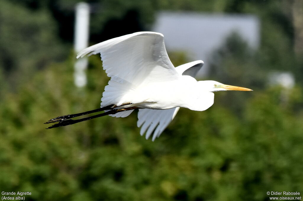 Grande Aigrette