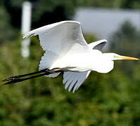 Great Egret