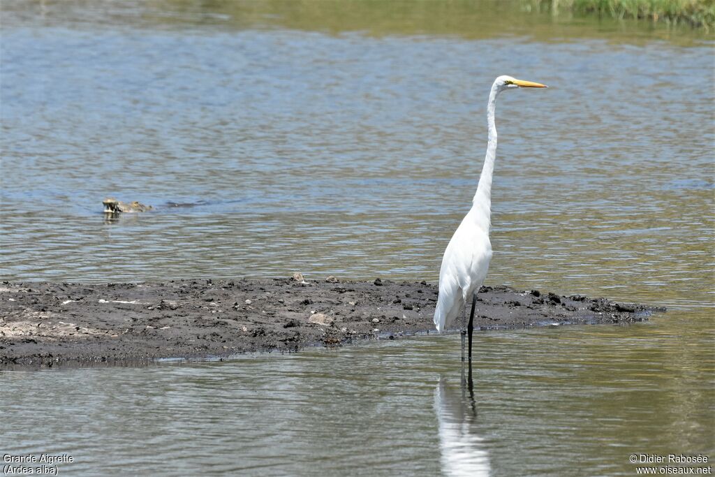 Great Egretadult post breeding