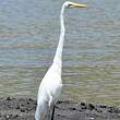 Grande Aigrette