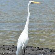 Grande Aigrette