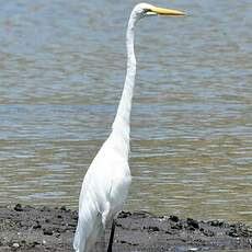 Grande Aigrette