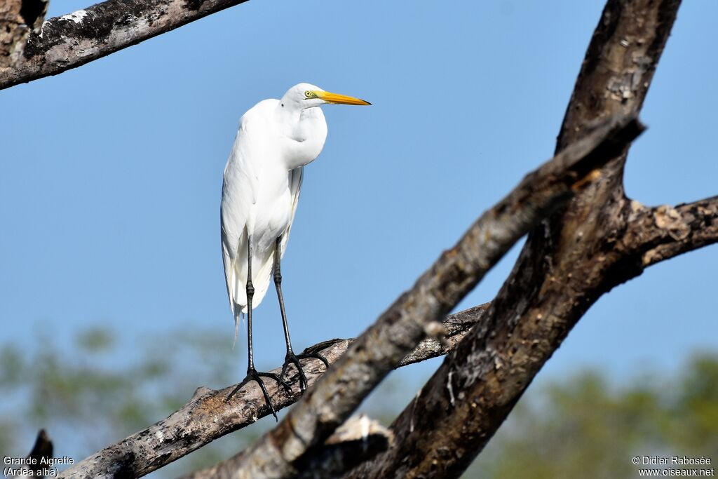 Great Egretadult post breeding