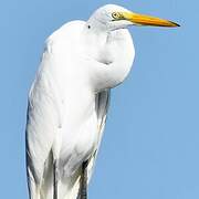 Great Egret