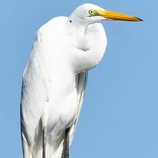 Grande Aigrette