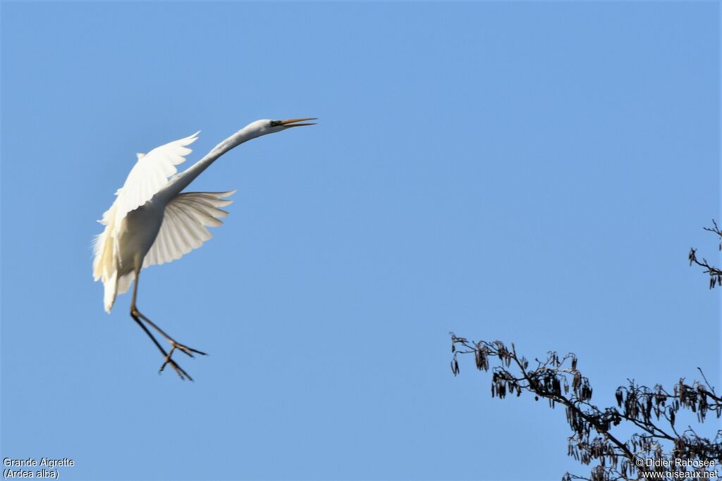 Great Egretadult post breeding, Behaviour